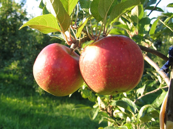 Obsthof Cordes - Fruchtfoto Ingrid Marie
